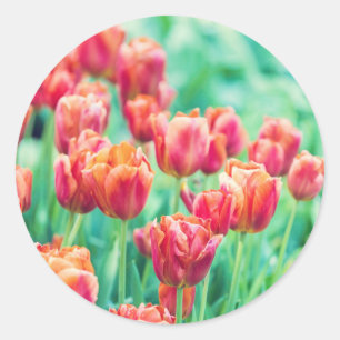 Amsterdam Tulips Floral Photo Sticker