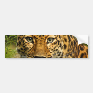 Amur Leopard Bumper Sticker