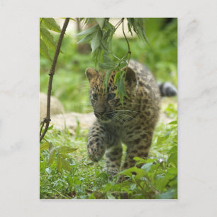 Amur Leopard Cub Postcard
