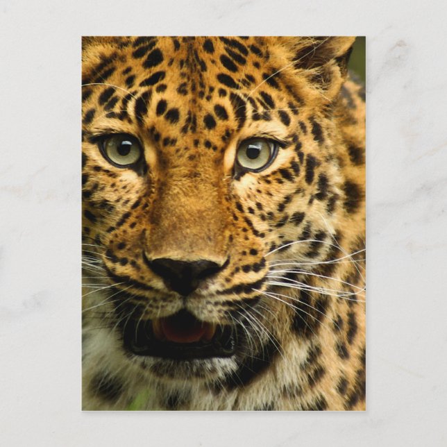 Amur Leopard Postcard (Front)