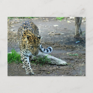 Amur Leopard Postcard