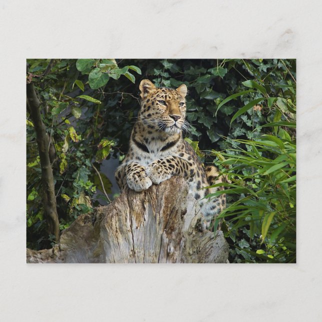 Amur Leopard Postcard (Front)