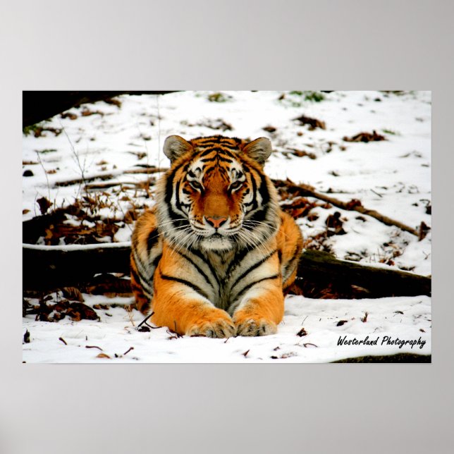 Amur Stare - Mara the Amur Tiger Poster (Front)