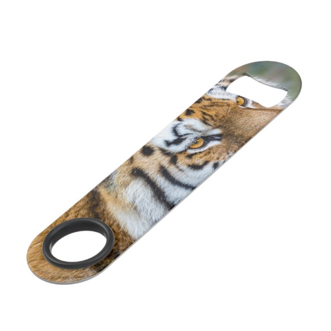 Amur tiger (Back Angled)