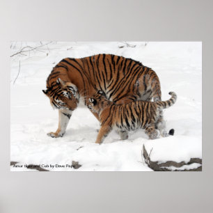 Amur tiger and Cub, Amur tiger and Cub by Dave ... Poster