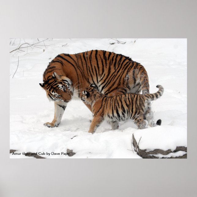 Amur tiger and Cub, Amur tiger and Cub by Dave ... Poster (Front)