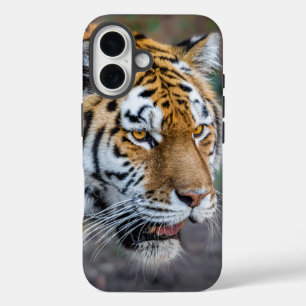 Amur tiger iPhone 16 case