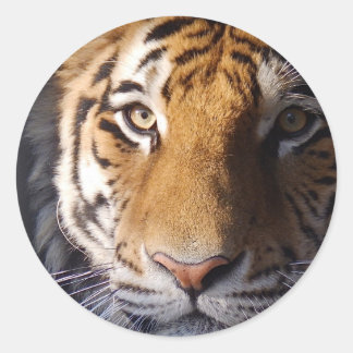 Amur Tiger Classic Round Sticker