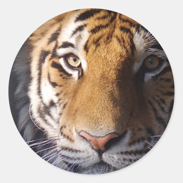 Amur Tiger Classic Round Sticker (Front)