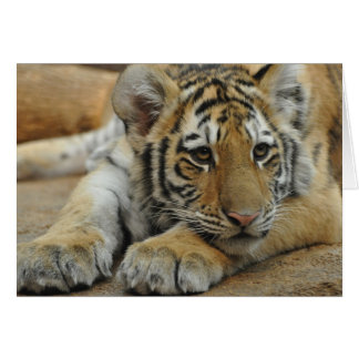 Amur Tiger Cub