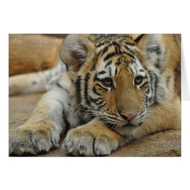 Amur Tiger Cub (Front Horizontal)