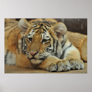 Amur Tiger Cub Poster