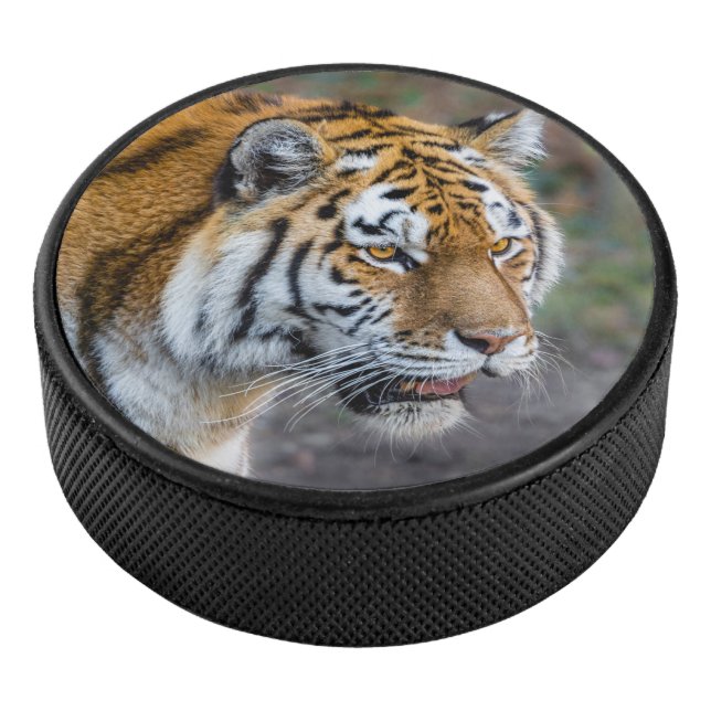 Amur tiger hockey puck (3/4)