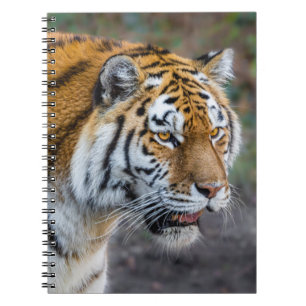 Amur tiger notebook