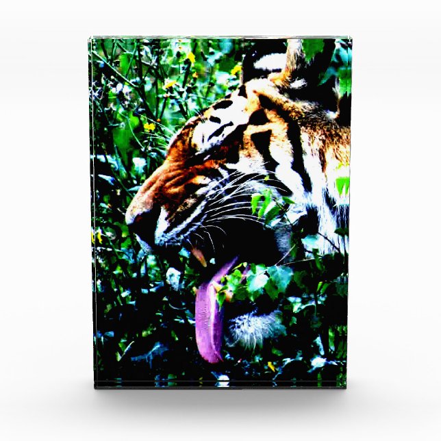 Amur Tiger pbm Photo Block (Front)