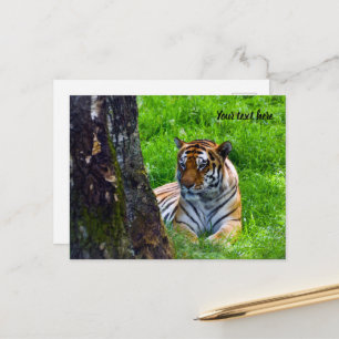 Amur Tiger Postcard