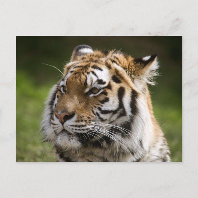 Amur Tiger Species Info Postcard (Front)