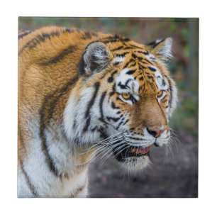 Amur tiger tile