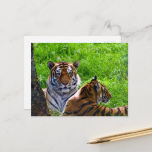 Amur Tigers Postcard