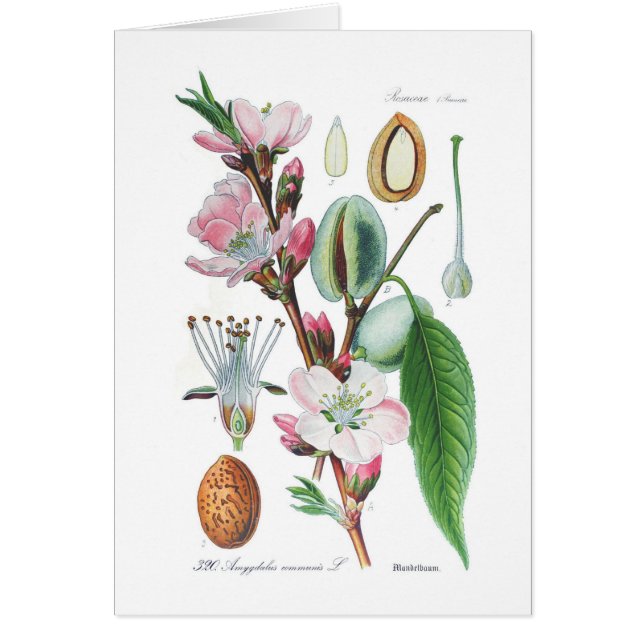 Amygdalus communis (Almond) (Front)