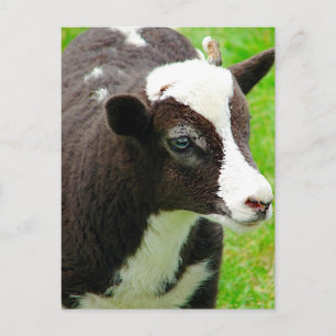 Amy's Lamb Oil Paint Effect Postcard