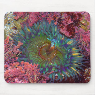 Amzing Green Anemone Mouse Mat
