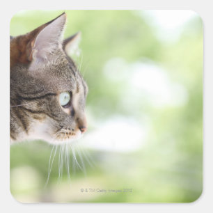 An adult tabby cat staring out of a window square sticker