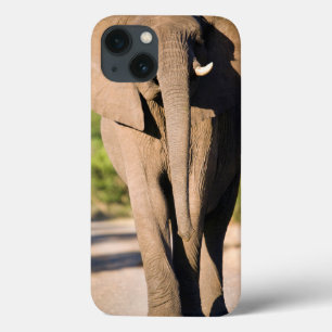 An African Elephant (Loxodonta Africana) Walks iPhone 13 Case