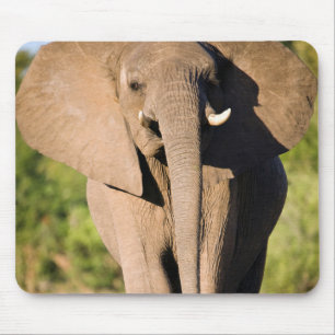 An African Elephant (Loxodonta Africana) Walks Mouse Mat