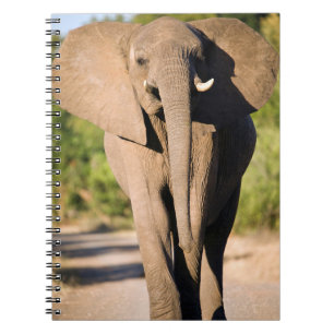 An African Elephant (Loxodonta Africana) Walks Notebook
