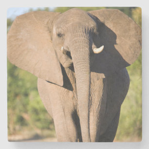 An African Elephant (Loxodonta Africana) Walks Stone Coaster