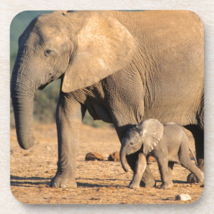 An African Elephant mother and calf on the move Coaster