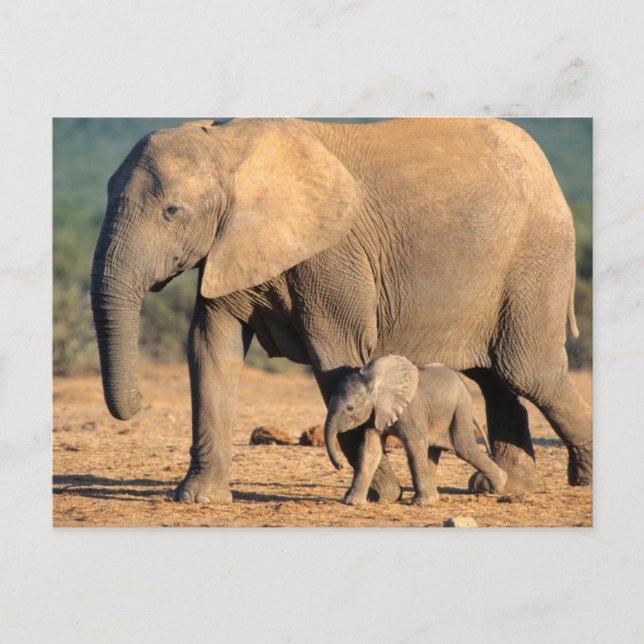 An African Elephant mother and calf on the move Postcard (Front)