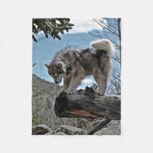 An Alaskan Malamute that goes by the name, Uzi Fleece Blanket
