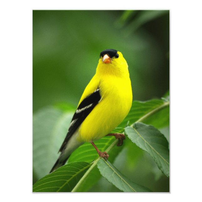 An Amazing American Goldfinch Photo Print (Front)