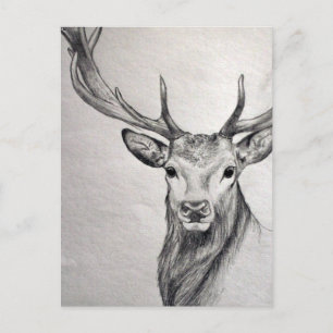 An amazing pencil drawing of a beautiful creature. postcard