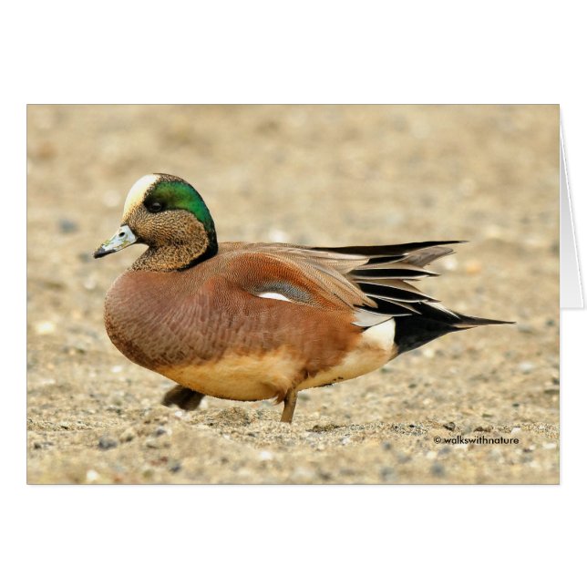 An American Wigeon on the Beach (Front Horizontal)