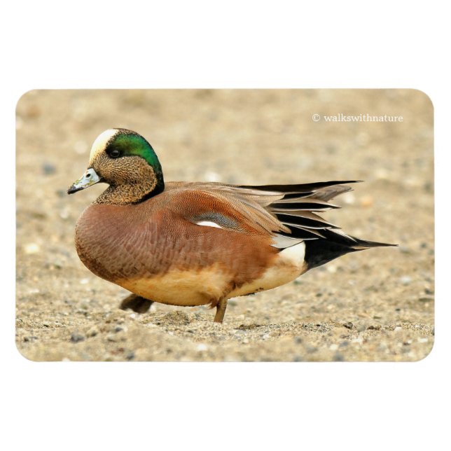 An American Wigeon on the Beach Magnet (Horizontal)