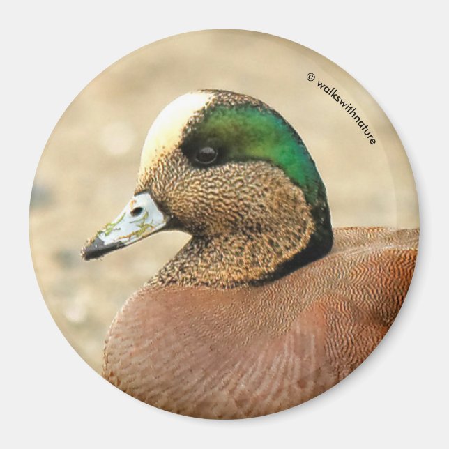 An American Wigeon on the Beach Magnet (Front)