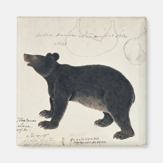 An Asiatic Black Bear, "Ursus Tibetanus" Magnet (Front)
