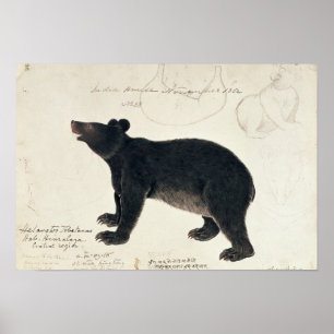 An Asiatic Black Bear, "Ursus Tibetanus" Poster