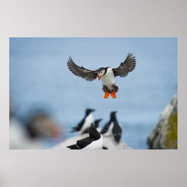 AN ATLANTIC PUFFIN COMING IN TO LAND WITH ITS WING POSTER (Front)