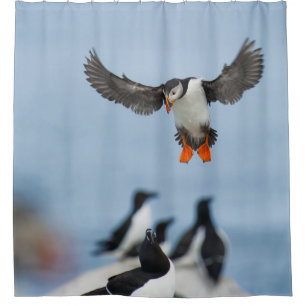 AN ATLANTIC PUFFIN COMING IN TO LAND WITH ITS WING SHOWER CURTAIN