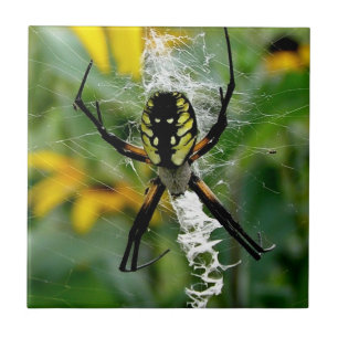 An Awesome Photo Orb Spider in Web Tile