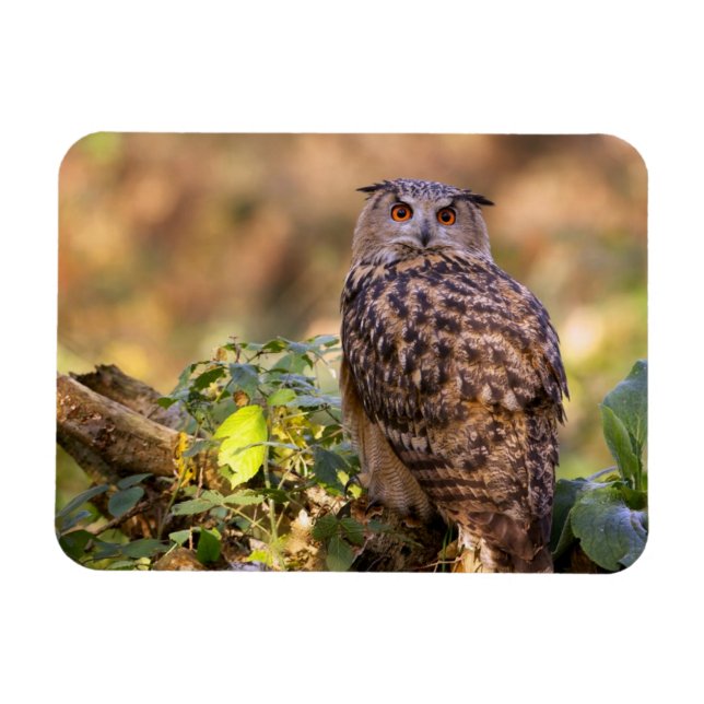 An Eagle Owl Magnet (Horizontal)