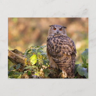 An Eagle Owl Postcard