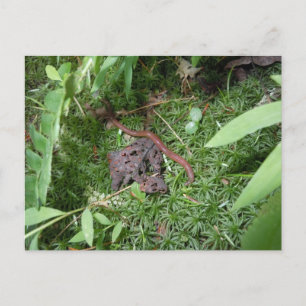 An Earthworm Postcard