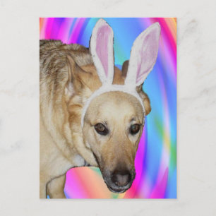 An Easter Bunny? Holiday Postcard