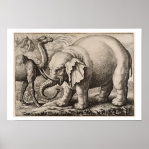 An Elephant and a Camel, engraved by Wenceslaus Ho Poster