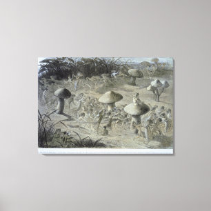 An Elfin Dance by Night, illustration from 'In Fai Canvas Print